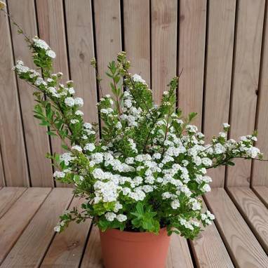 Spirée nippone 'Snowmound' - Spiraea | Achat direct au producteur