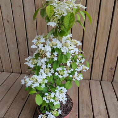 Viorne 'Watanabe' - Viburnum plicatum | Achat direct au producteur
