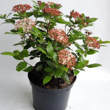 Viorne tin 'Gwenllian' - Viburnum tinus | Achat direct au producteur
