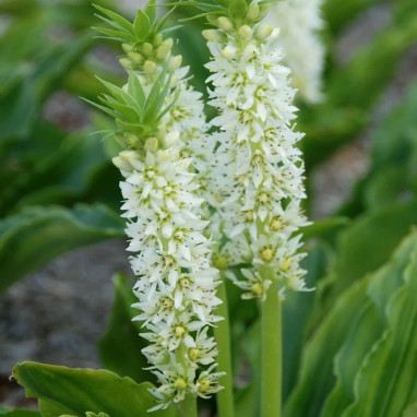 Eucomis autumnalis - Fleur ananas | Achat direct au producteur