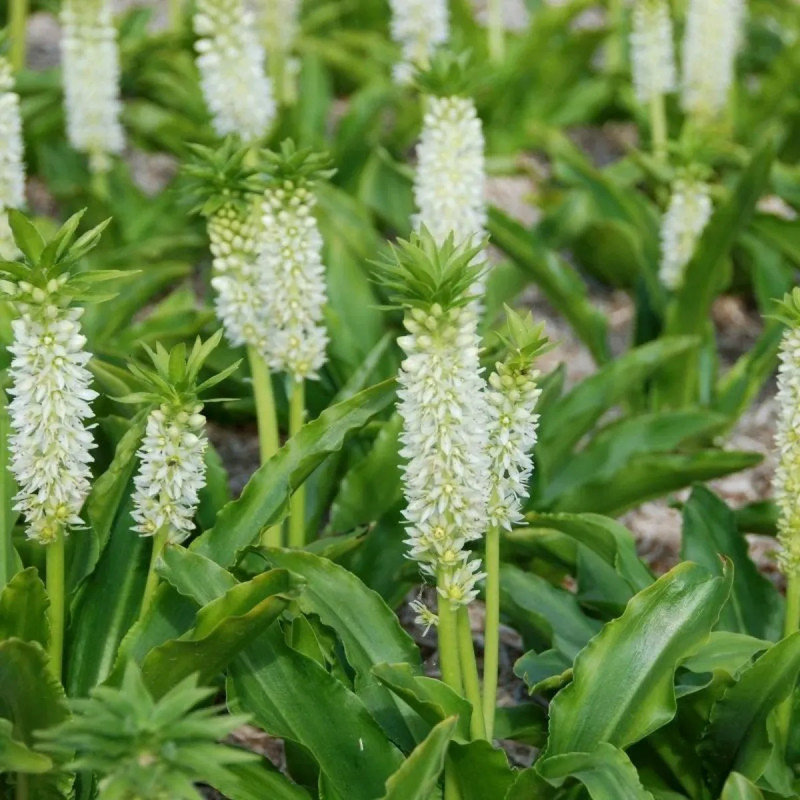 Eucomis autumnalis - Fleur ananas | Achat direct au producteur