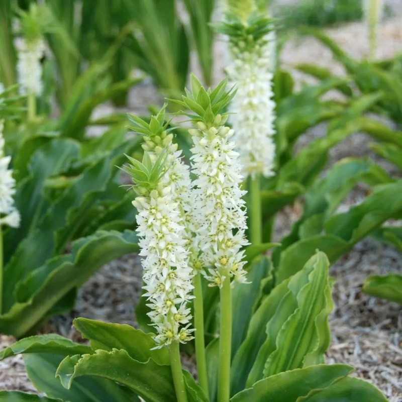 Eucomis autumnalis - Fleur ananas | Achat direct au producteur