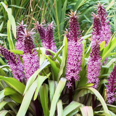 Eucomis comosa 'Purple' - Fleur ananas | Achat direct au producteur