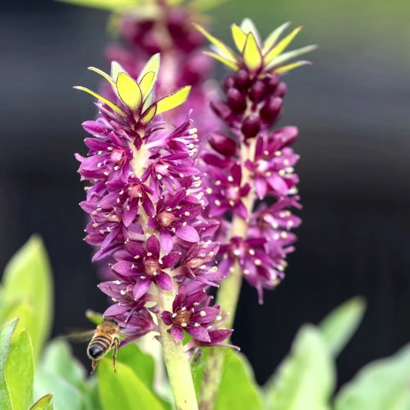 Eucomis comosa 'Purple' - Fleur ananas | Achat direct au producteur