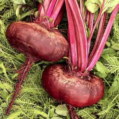 Betterave rouge 'd'Egypte' - Beta vulgaris | Achat direct au producteur