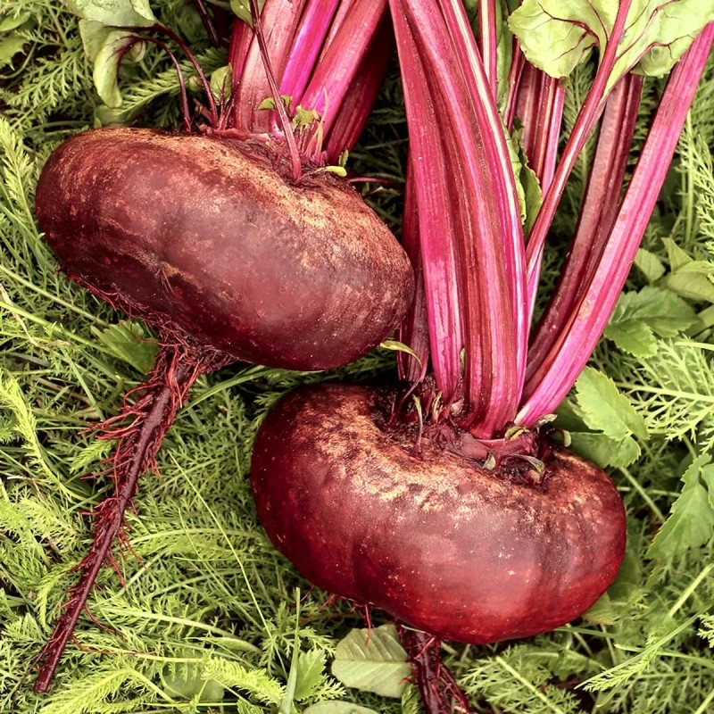Betterave rouge 'd'Egypte' - Beta vulgaris | Achat direct au producteur
