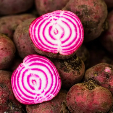 Betterave Chioggia BIO - Beta vulgaris | Achat direct au producteur