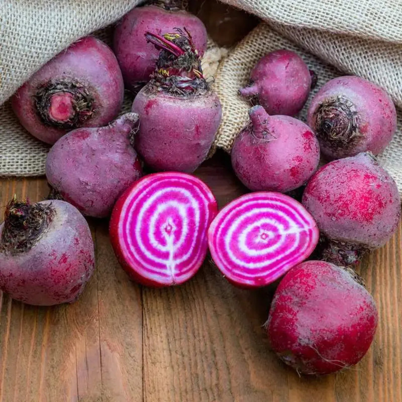 Betterave Chioggia BIO - Beta vulgaris | Achat direct au producteur