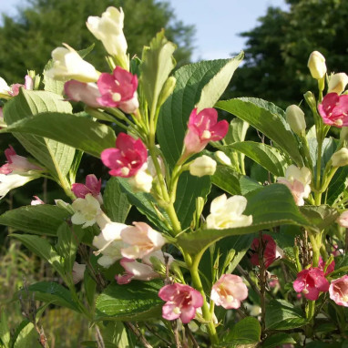 Weigela florida 'Marjorie' - Weigela | Achat direct au producteur