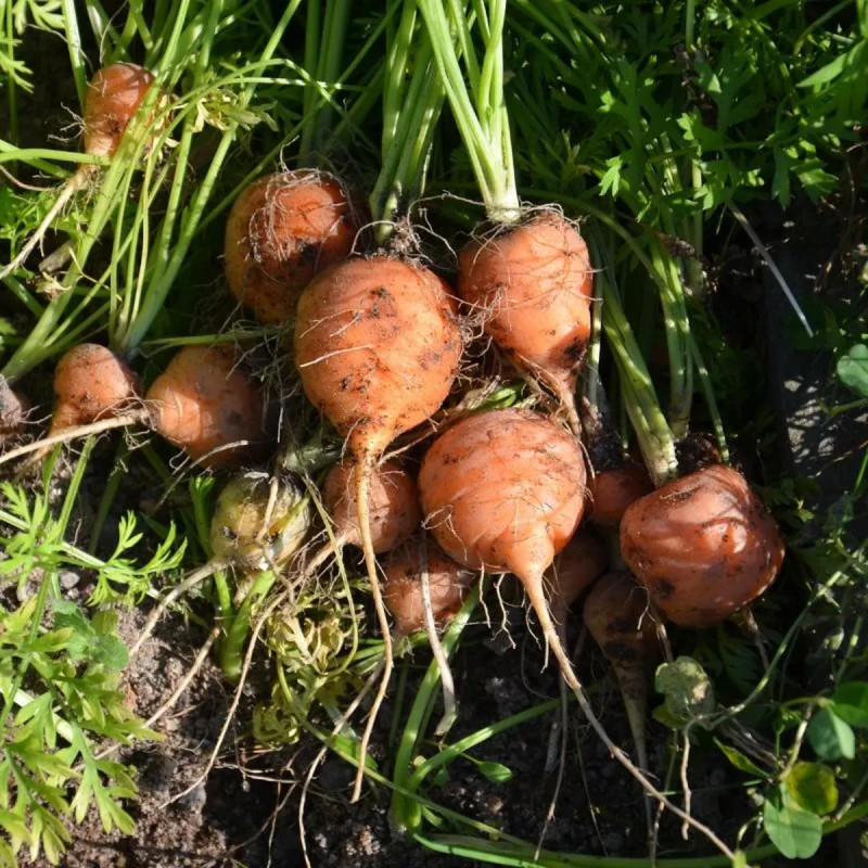 Carotte 'Marché de Paris 5' BIO - Daucus | Achat direct au producteur