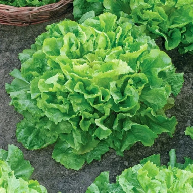 Scarole 'Blonde à cœur plein' BIO - Cichorium | Achat producteur