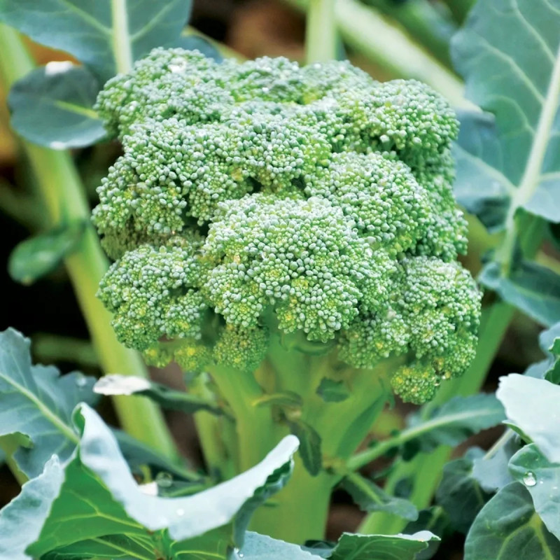 Chou brocoli Calabrese 'Natalino' - Brassica | Achat direct au producteur