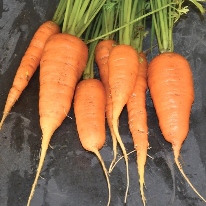 Carotte de Colmar à Cœur Rouge 2 BIO - Daucus | Achat producteur
