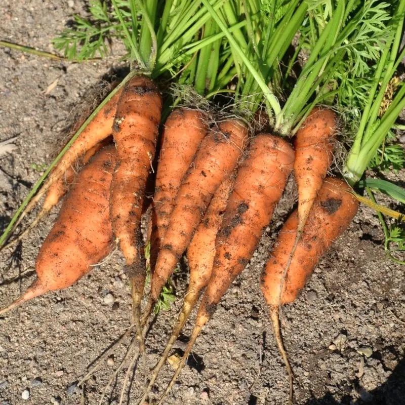 Carotte de Colmar à Cœur Rouge 2 BIO - Daucus | Achat producteur