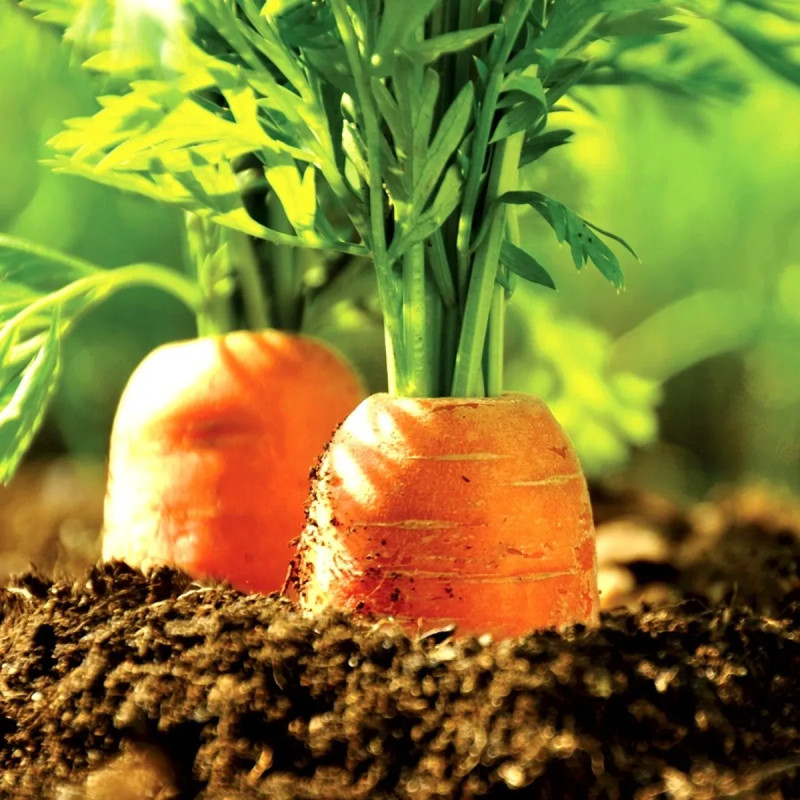 Carotte Nantaise améliorée 3 BIO - Daucus | Achat direct au producteur