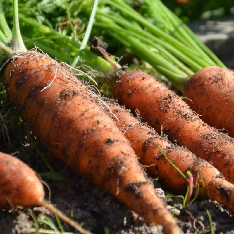 Carotte Nantaise améliorée 3 BIO - Daucus | Achat direct au producteur