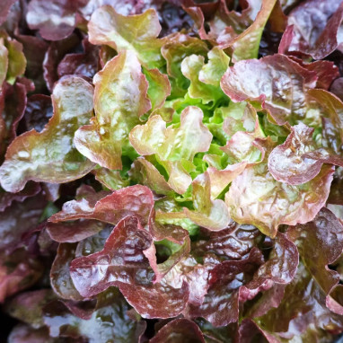 Laitue à couper 'Red Salad Bowl' BIO - Lactuca | Achat producteur