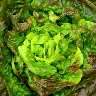 Laitue pommée 'Merveille des quatre saisons' BIO | Achat producteur