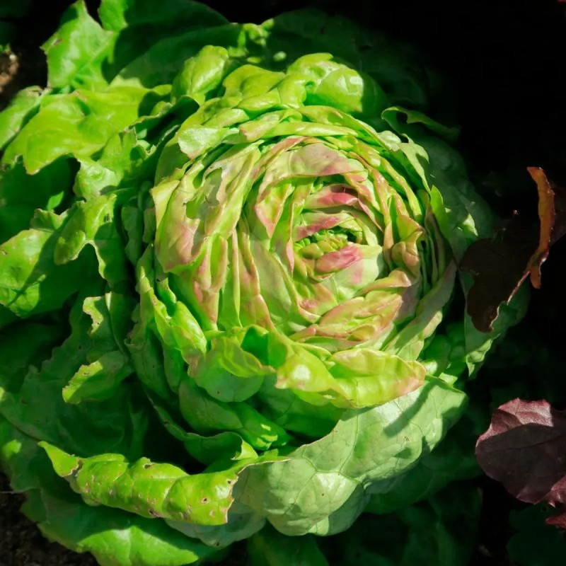 Laitue pommée 'Reine de mai' BIO - Lactuca | Achat producteur