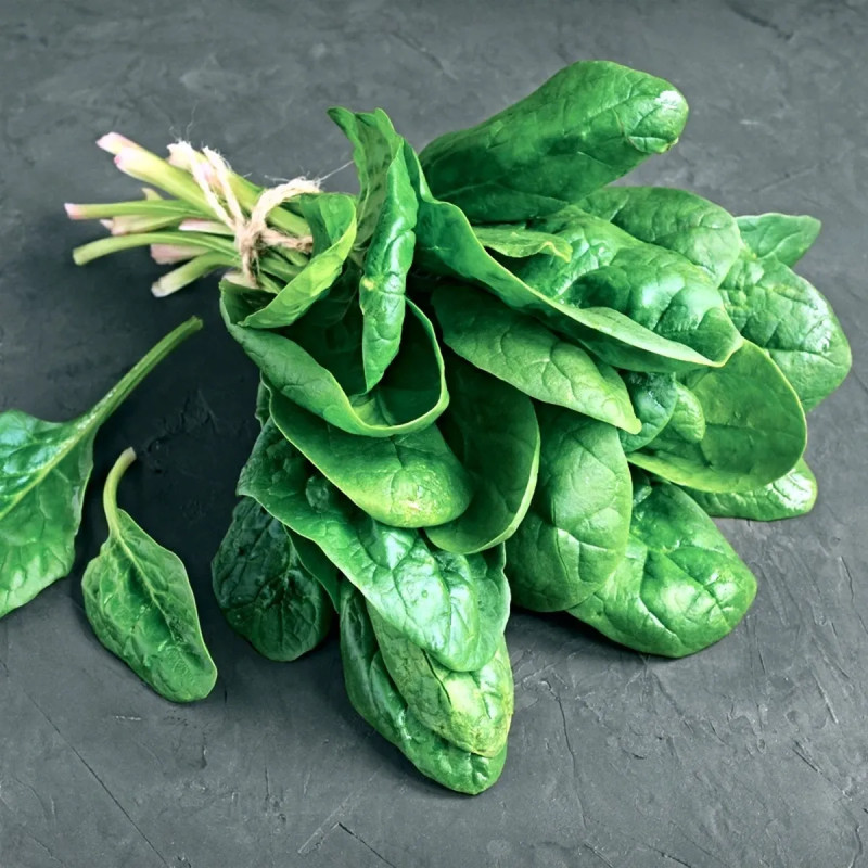 Épinard géant d'hiver BIO - Spinacia | Achat direct au producteur