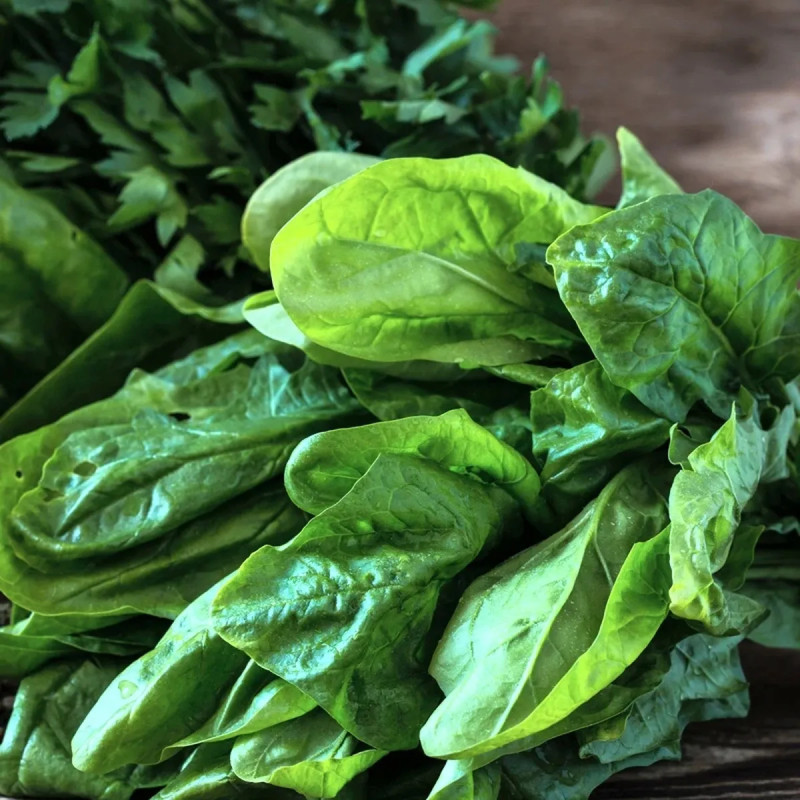 Épinard géant d'hiver BIO - Spinacia | Achat direct au producteur