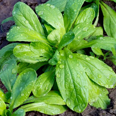 Mâche à grosse graine BIO - Valerianella | Achat direct au producteur