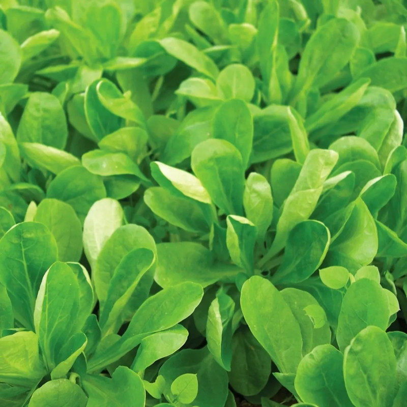 Mâche à grosse graine BIO - Valerianella | Achat direct au producteur