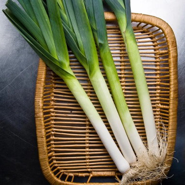 Poireau de Carentan 2 BIO - Allium porrum | Achat direct au producteur