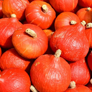 Potiron Uchiki Kuri BIO - Cucurbita | Achat direct au producteur