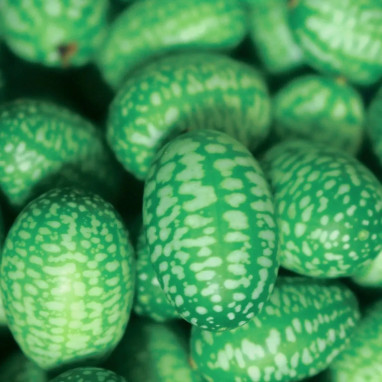 Concombre mexicain BIO - Melothria scabra | Achat direct producteur