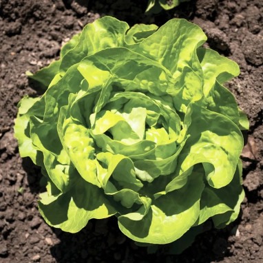 Laitue pommée 'Merveille d'hiver' BIO - Lactuca | Achat producteur