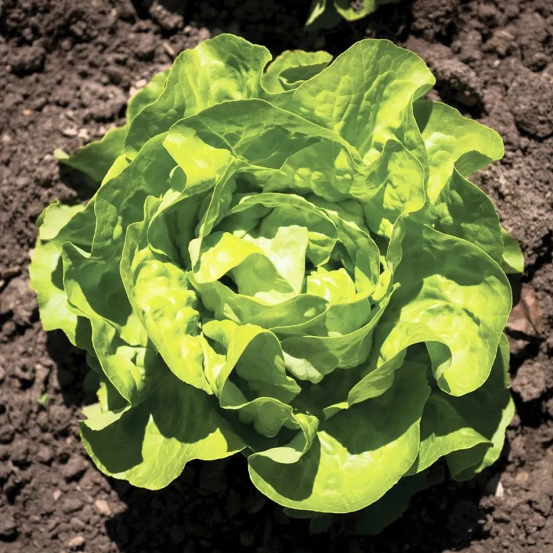 Laitue pommée 'Merveille d'hiver' BIO - Lactuca | Achat producteur