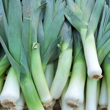 Poireau bleu de Solaise BIO - Allium porrum | Achat direct au producteur