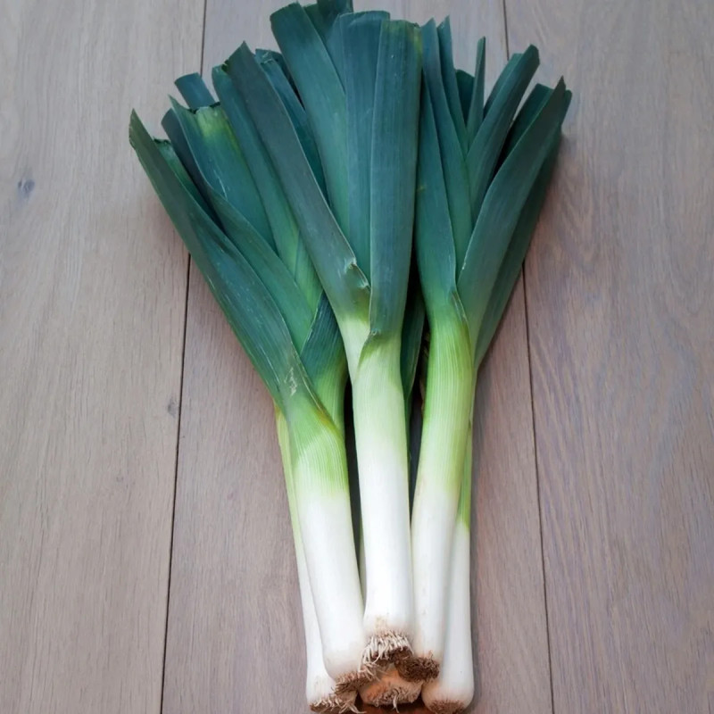 Poireau bleu de Solaise BIO - Allium porrum | Achat direct au producteur