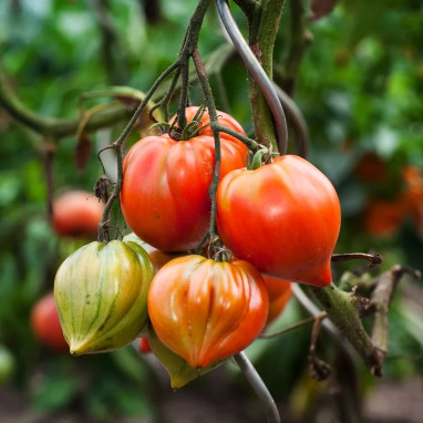 Tomate cœur de bœuf BIO - Solanum | Achat direct au producteur