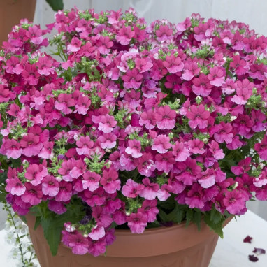 Nemesia aromatica rouge 'Elph Red' - Nemesia | Achat producteur
