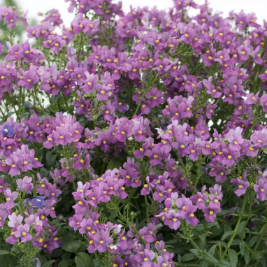Nemesia aromatica rose 'Elph Dark Pink' | Achat producteur