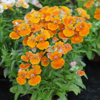 Nemesia aromatica 'Elph Orange' - Nemesia | Achat en ligne