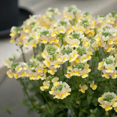 Nemesia aromatica jaune 'Elph Yellow' | Achat producteur