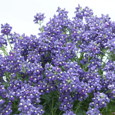 Nemesia aromatica 'Elph Blue' - Nemesia | Achat direct au producteur