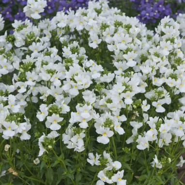 Nemesia aromatica 'Elph White' - Nemesia | Achat direct au producteur