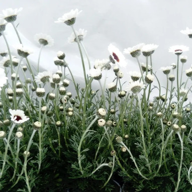 Rhodanthemum 'African Spring' - Rhodanthemum | Achat producteur