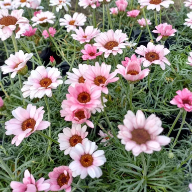 Rhodanthemum 'African Rose' - Marguerite du Maroc | Achat producteur