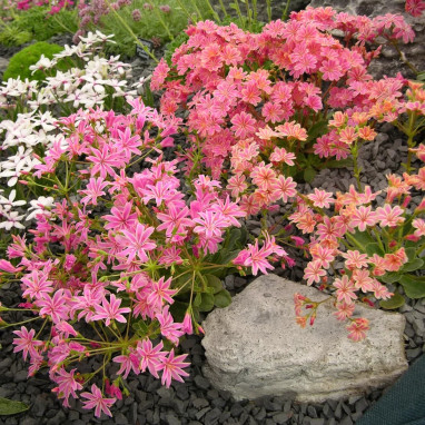 Lewisia cotyledon 'Elise' - Lewisia | Achat direct au producteur