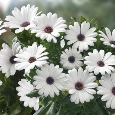 Dimorphoteca blanc - Osteospermum | Achat direct au producteur
