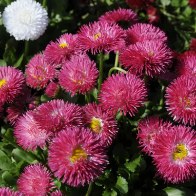 Pâquerette rouge 'Tasso Red' - Bellis | Achat direct au producteur