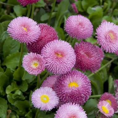 Pâquerette rose 'Tasso Pink' - Bellis | Achat direct au producteur
