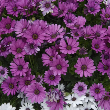 Dimorphoteca rose - Osteospermum | Achat direct au producteur