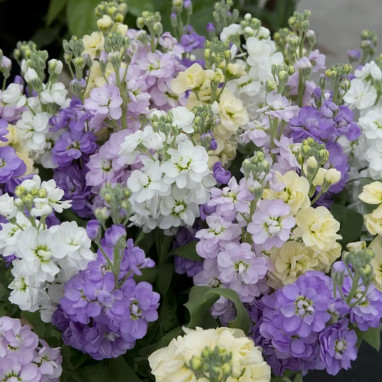 Giroflée quarantaine 'Cinderella Mix' - Matthiola | Achat producteur