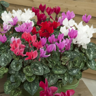 Mini cyclamen pack x 3 - Cyclamen | Achat direct au producteur